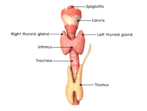 thyroidglandimagebreastcancer