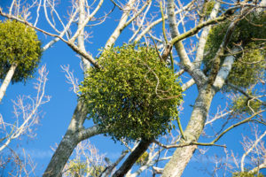 breastcancermistletoe